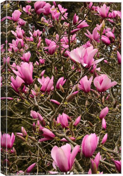 pink magnolia flowers Canvas Print by Simon Johnson
