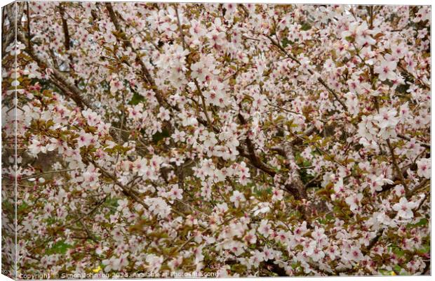 Cherry Blossom Patterns Canvas Print by Simon Johnson