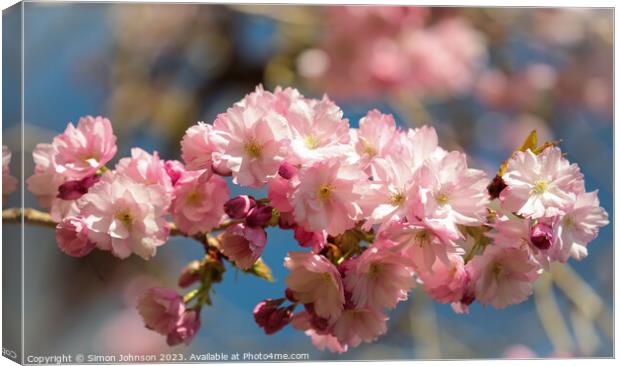  Sunlit Spring Cherry Blossom Canvas Print by Simon Johnson