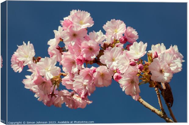 Cherry Blossom  Canvas Print by Simon Johnson