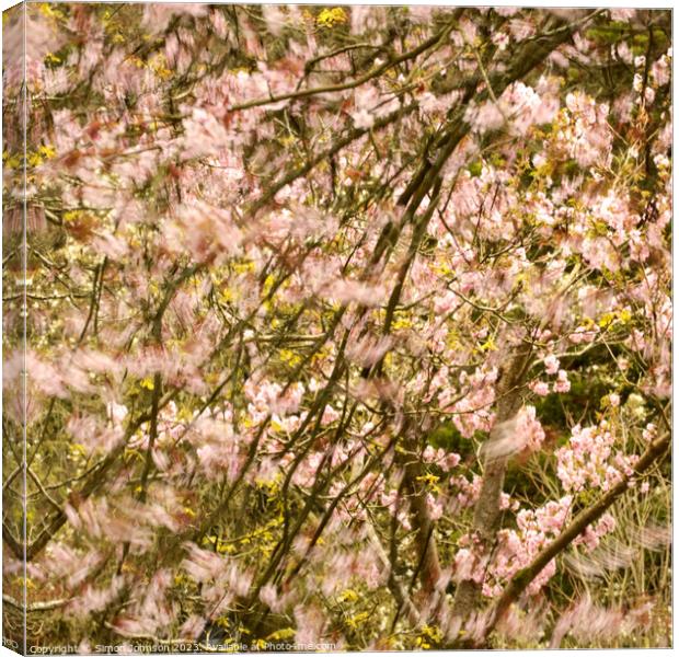 wind blown Cherry Blossom Canvas Print by Simon Johnson