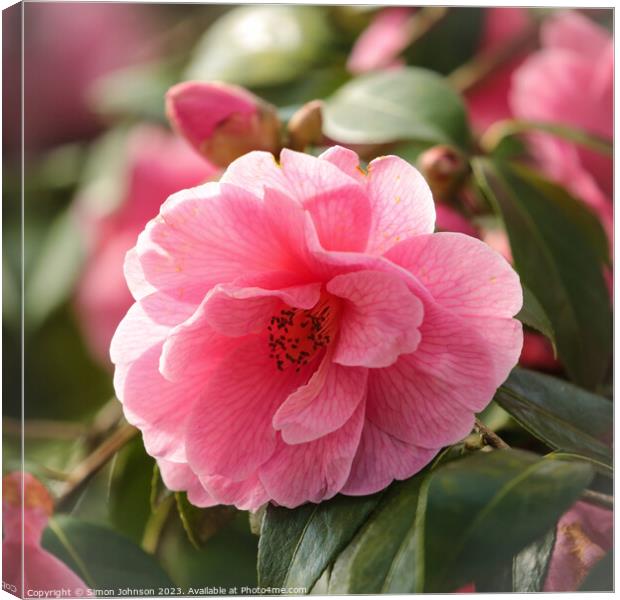 camelia  flower Canvas Print by Simon Johnson