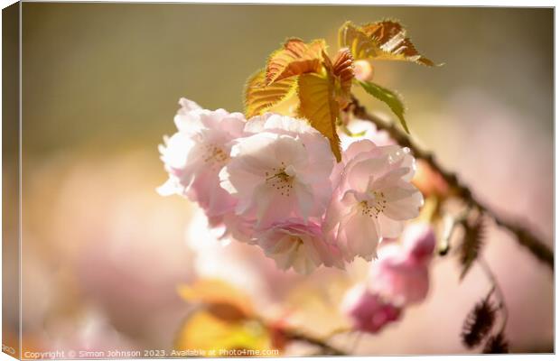 Cherry Blossom Canvas Print by Simon Johnson