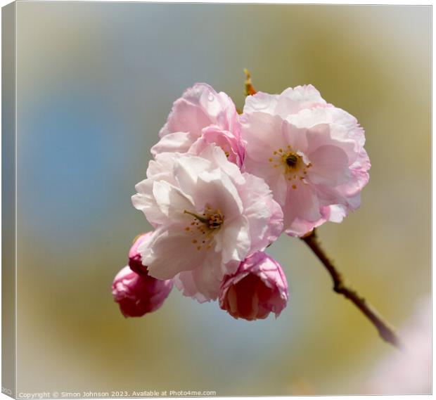  Cherry Blossom Canvas Print by Simon Johnson