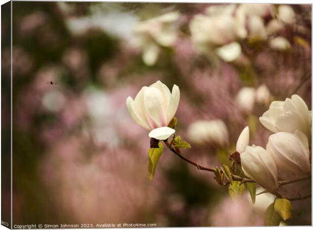 Magnolia flower Canvas Print by Simon Johnson