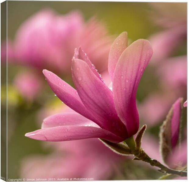pink magnolia flower Canvas Print by Simon Johnson