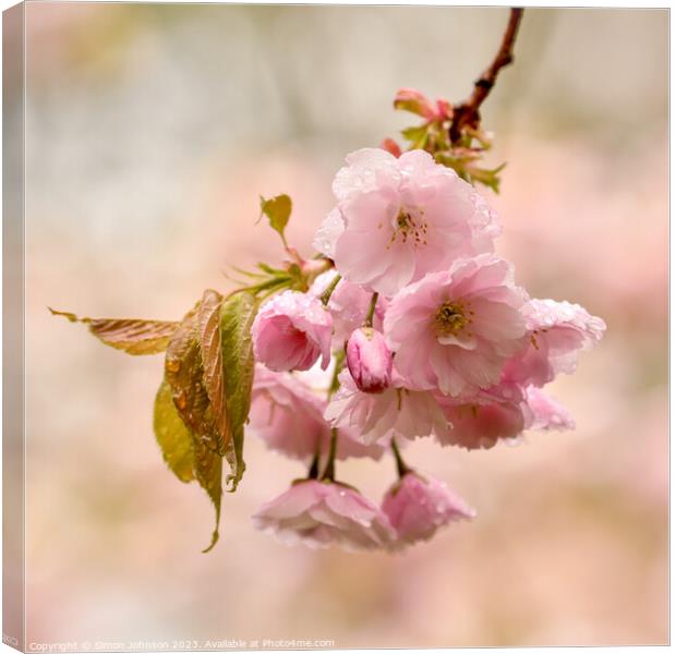 Cherry Blossom Canvas Print by Simon Johnson