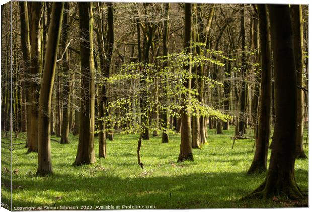 Spring Woodland, sunlit tree Canvas Print by Simon Johnson