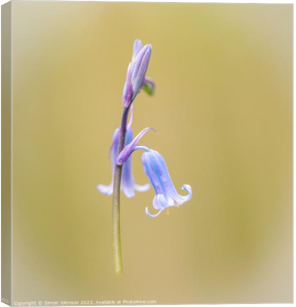 bluebell close up  Canvas Print by Simon Johnson