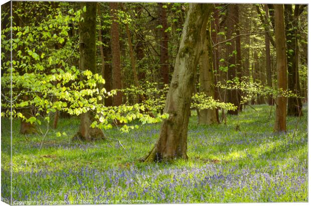 Plant tree Canvas Print by Simon Johnson