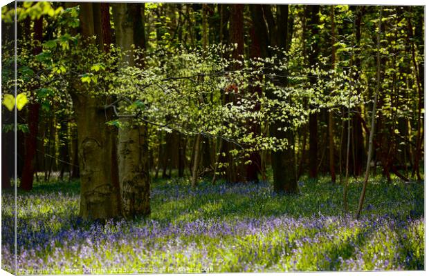 Plant  Canvas Print by Simon Johnson