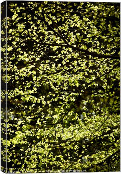 spring leaves Canvas Print by Simon Johnson