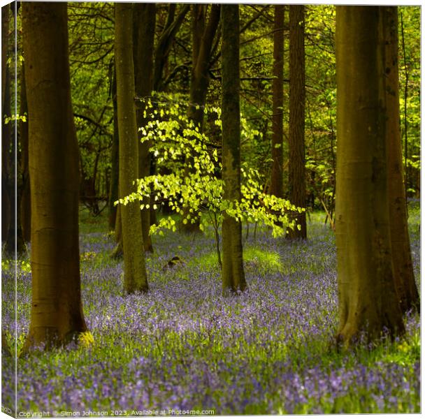 sunlit  tree and bluebells Canvas Print by Simon Johnson