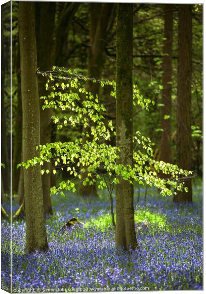 sunlit tree and bluebells  Canvas Print by Simon Johnson