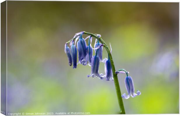 Bluebell flower  Canvas Print by Simon Johnson