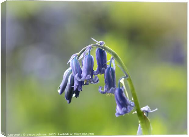 A close up of a Bluebell flower  Canvas Print by Simon Johnson