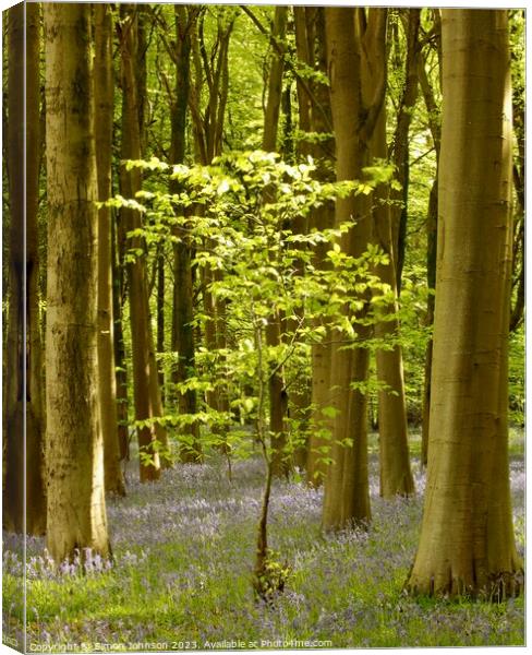 sunlit tree and bluebells Canvas Print by Simon Johnson