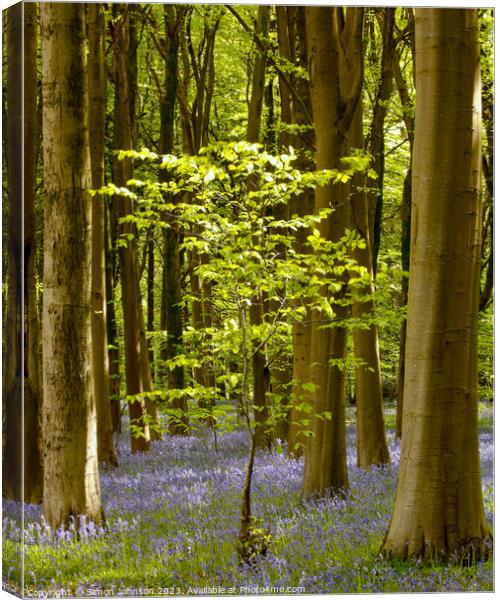 Sunlit tree and bluebell wood Canvas Print by Simon Johnson