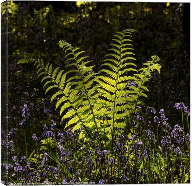 Plant tree Canvas Print by Simon Johnson