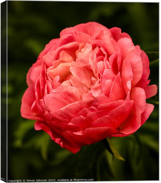 Peony flower Canvas Print by Simon Johnson