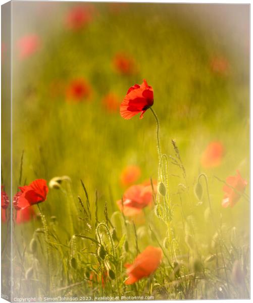 Poppy in the wind Canvas Print by Simon Johnson