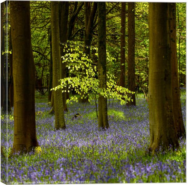 sunlit tree and bluebells  Canvas Print by Simon Johnson