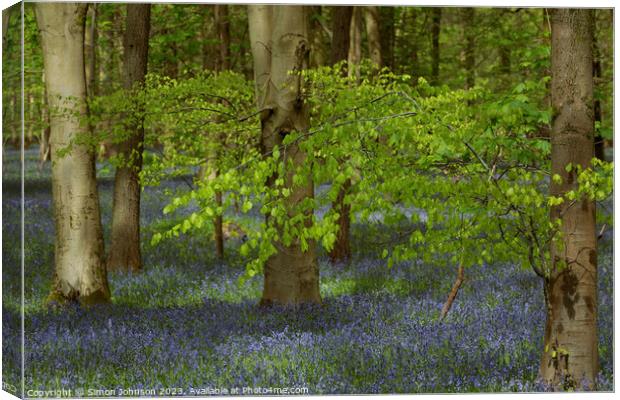 spring leaves and bluebells  Canvas Print by Simon Johnson