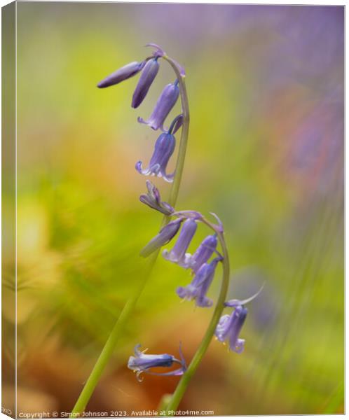 A close up of  a bluebell flower  Canvas Print by Simon Johnson