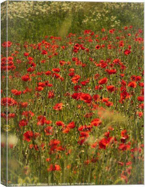 sunlit  poppies and grass Canvas Print by Simon Johnson