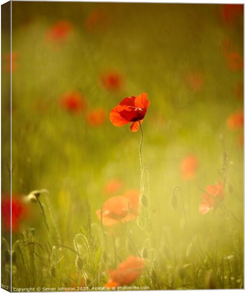 sunlit Poppy Canvas Print by Simon Johnson