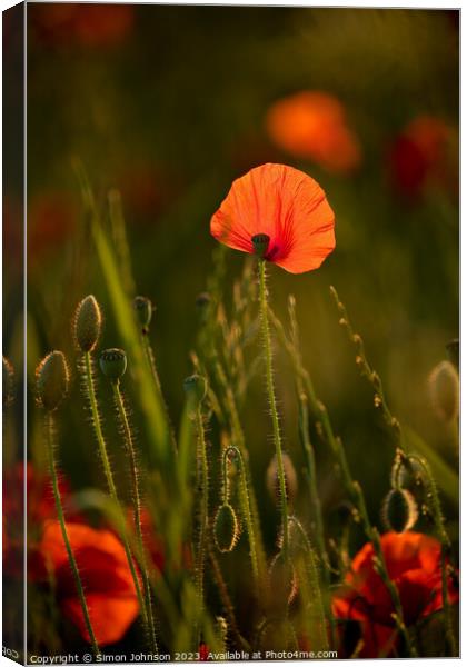 sunlit Poppy flower Canvas Print by Simon Johnson