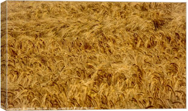 wind blown wheat Canvas Print by Simon Johnson