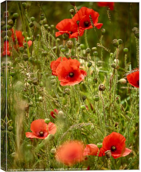 poppy flowers Canvas Print by Simon Johnson