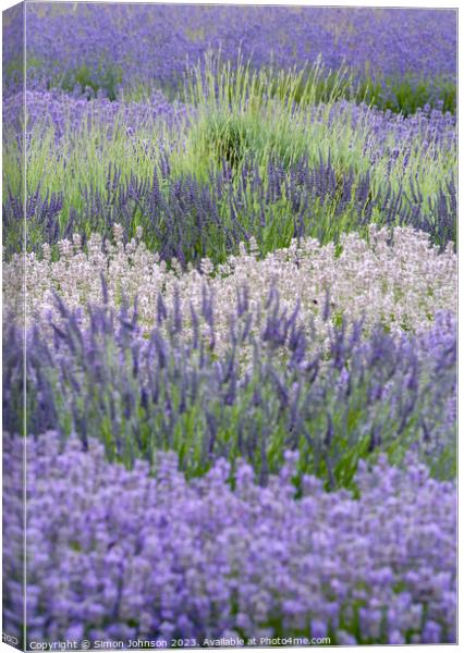 Lavender  Canvas Print by Simon Johnson