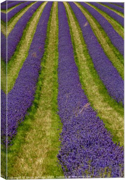 Lavender lines Canvas Print by Simon Johnson