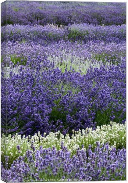 Lavender field  Canvas Print by Simon Johnson
