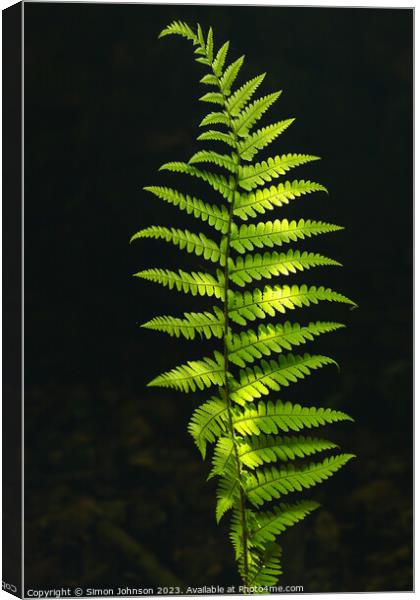 Luminous  fern Canvas Print by Simon Johnson