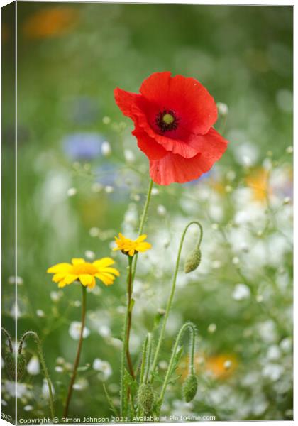 Poppy flower Canvas Print by Simon Johnson