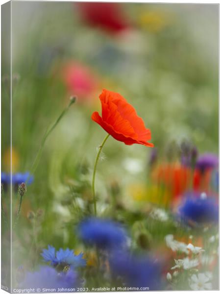 Plant flower Canvas Print by Simon Johnson