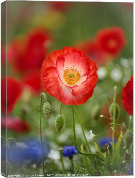 Prominent Poppy flower Canvas Print by Simon Johnson