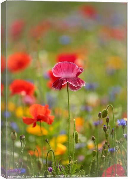 Close Encounter with Vibrant Poppy Canvas Print by Simon Johnson