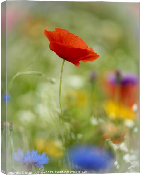  wind blown Poppy flower Canvas Print by Simon Johnson