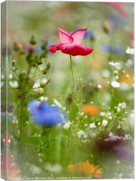 Poppy flower Canvas Print by Simon Johnson