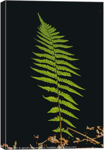 Whispering Ferns: A Microcosm Unveiled Canvas Print by Simon Johnson