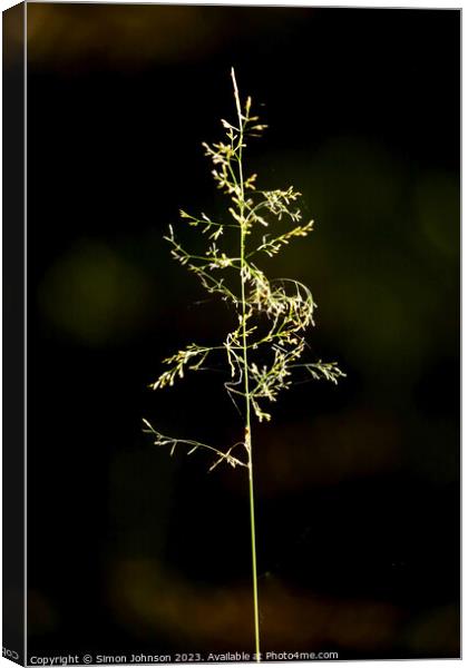 sunlit grass Canvas Print by Simon Johnson