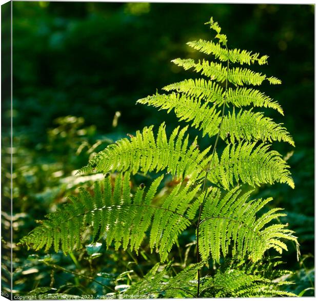 sunlit fern  Canvas Print by Simon Johnson