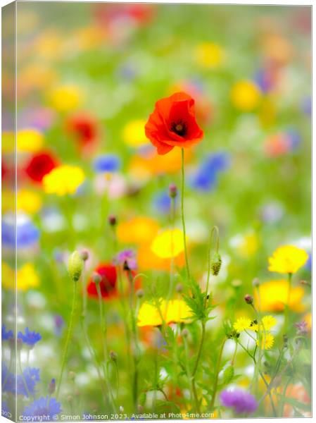 poppy flower Canvas Print by Simon Johnson