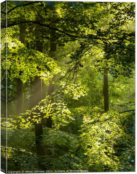 sunlit leaves Canvas Print by Simon Johnson