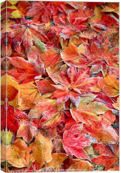  Frosted autumnal; leaves Canvas Print by Simon Johnson
