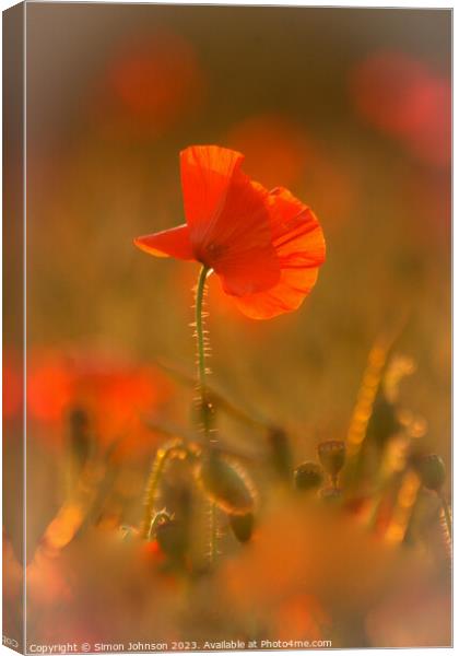 A close up of a poppy flower Canvas Print by Simon Johnson